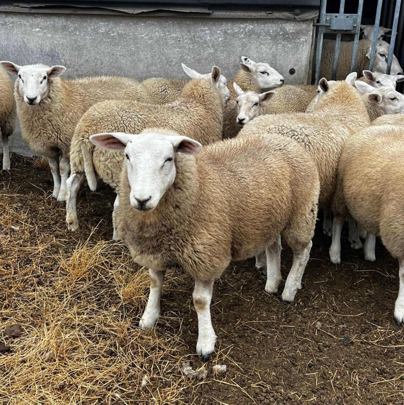 Texel français, Animaux & Accessoires