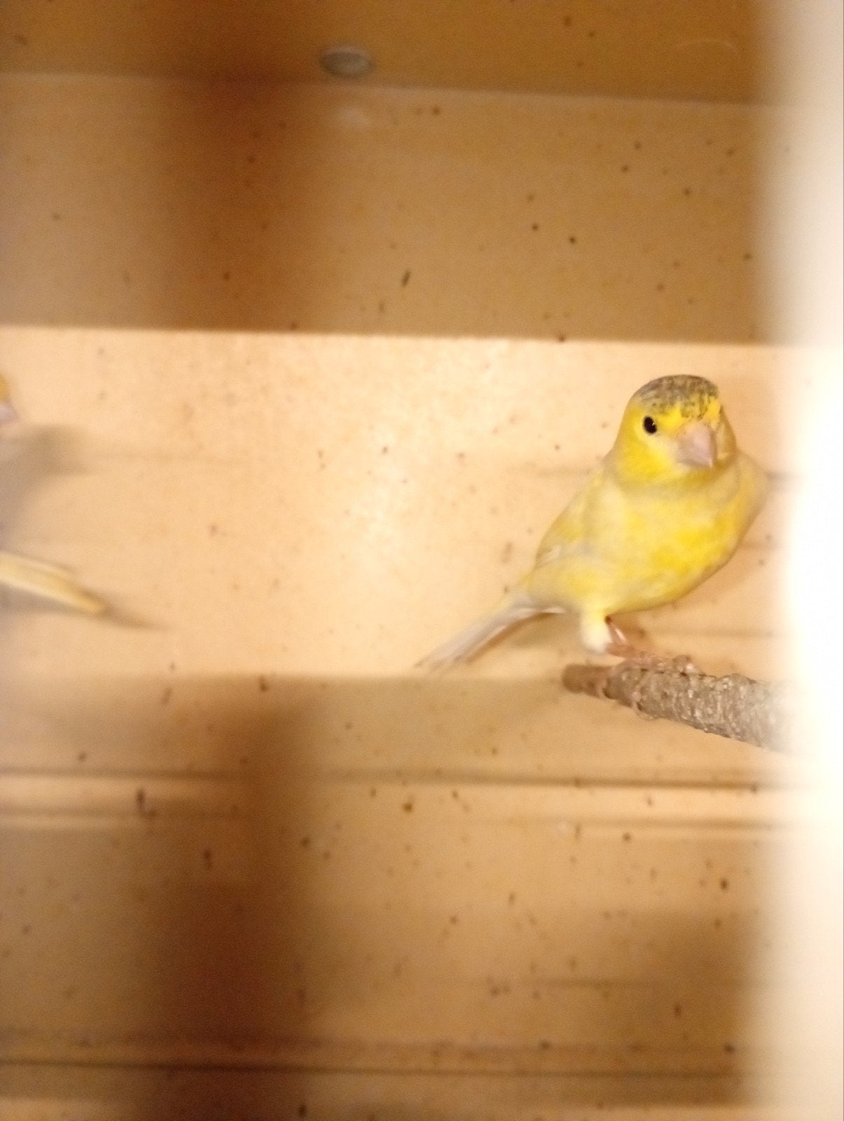 6 bonte kanaries, Dieren en Toebehoren