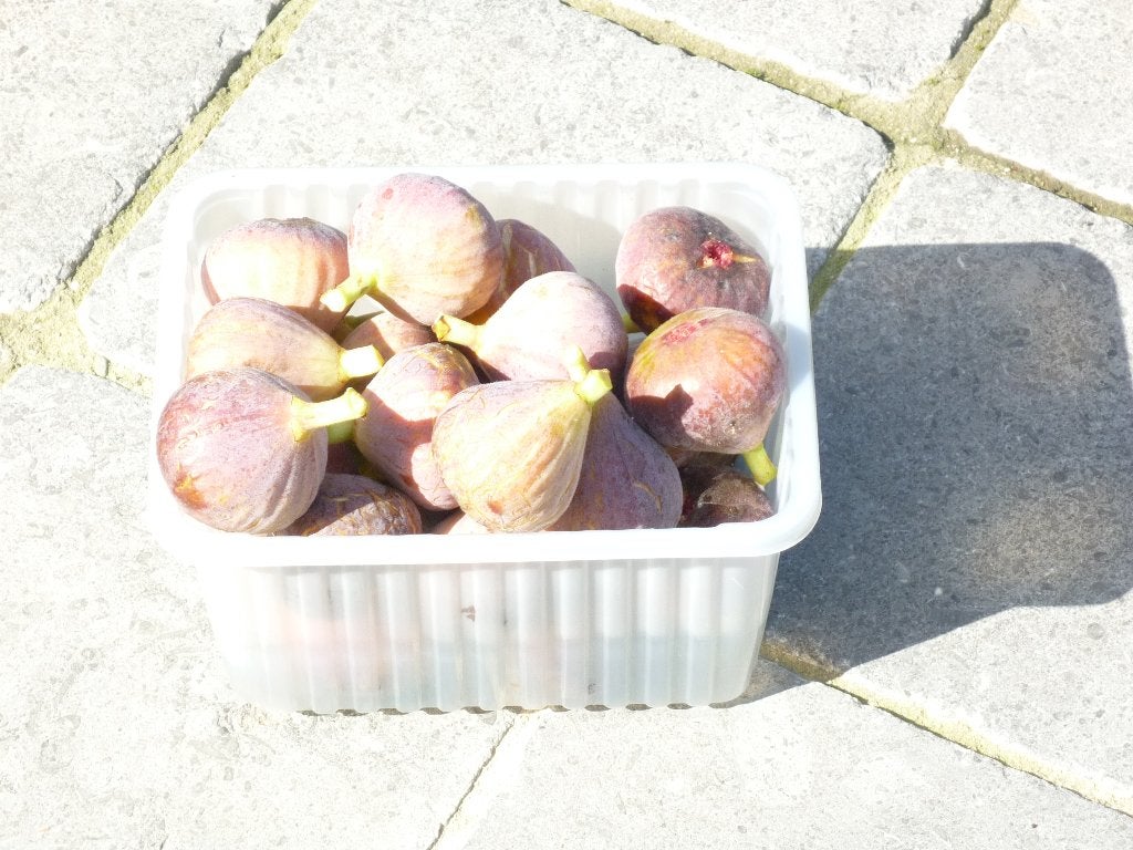 zongerijpte bio-vijgen, Jardin & Terrasse, Jardin & Terrasse Autre, Enlèvement