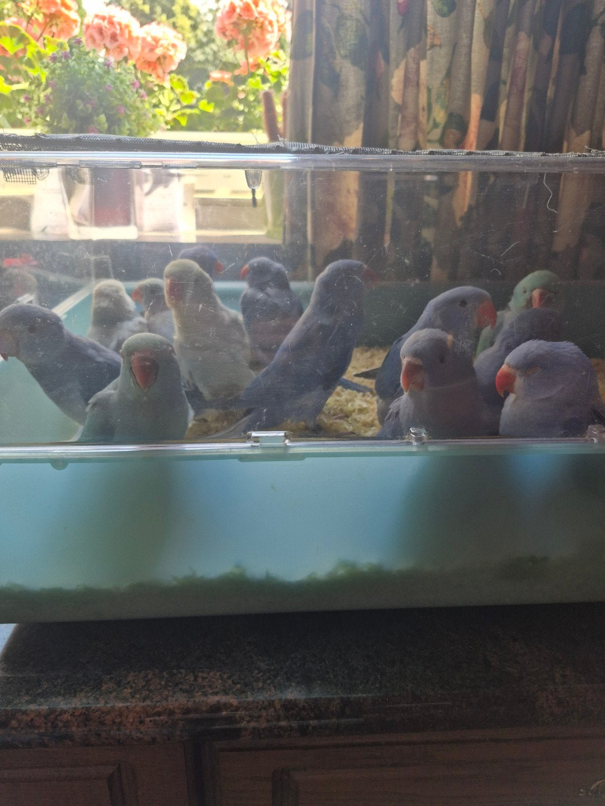 Vogels