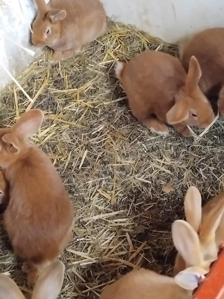 Vlinderkonijnen, Dieren en Toebehoren, Konijnen, Meerdere dieren, Middelgroot, 0 tot 2 jaar