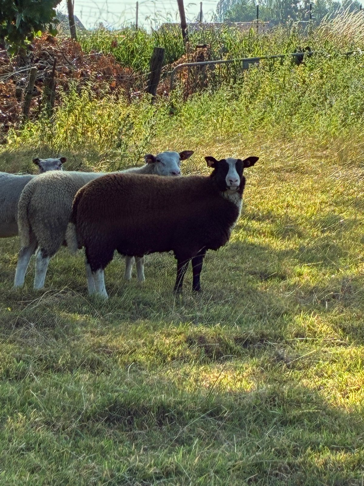Zwartbles bok, Dieren en Toebehoren