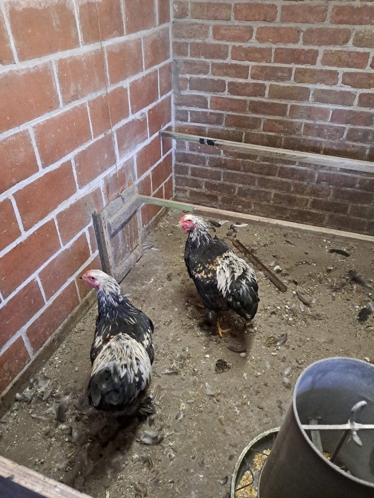 Jonge Brahma haantjes, Mâle, Poule ou poulet