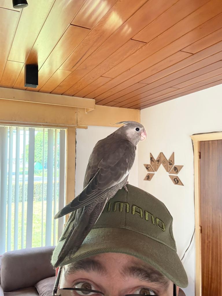 Valkparkiet tam en zelfstandig, Dieren en Toebehoren, Vogels | Parkieten en Papegaaien, Tam