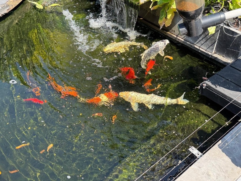 Koi en goudvissen en vijvertoebehoren, Dieren en Toebehoren, Vissen | Vijvervissen, Karper of Koi