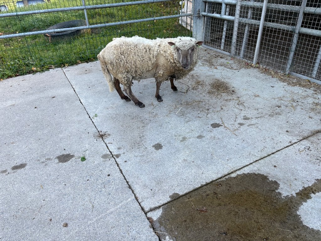 Beau bélier vendéen, Mâle, Mouton, 0 à 2 ans