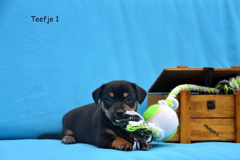 Prachtige Jack Russell pups, België, Jack Russell Terriër, CDV (hondenziekte), 8 tot 15 weken