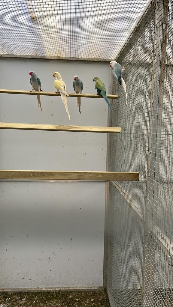 Halsbanden, Dieren en Toebehoren, Meerdere dieren, Parkiet, Geringd