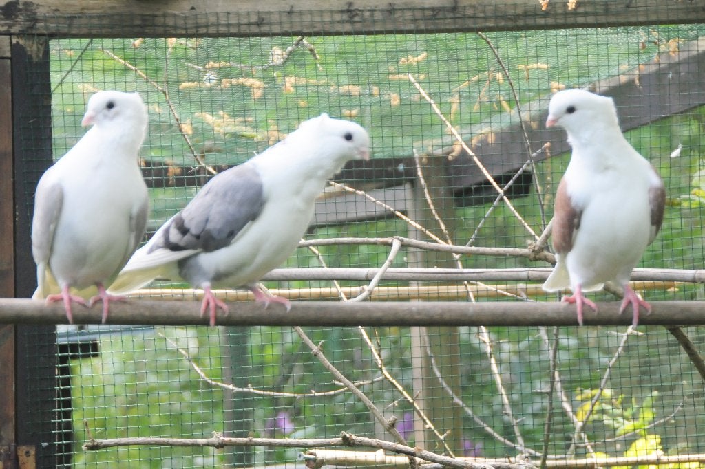 SIERDUIFJES, Dieren en Toebehoren, Vogels | Duiven, Meerdere dieren, Overige soorten