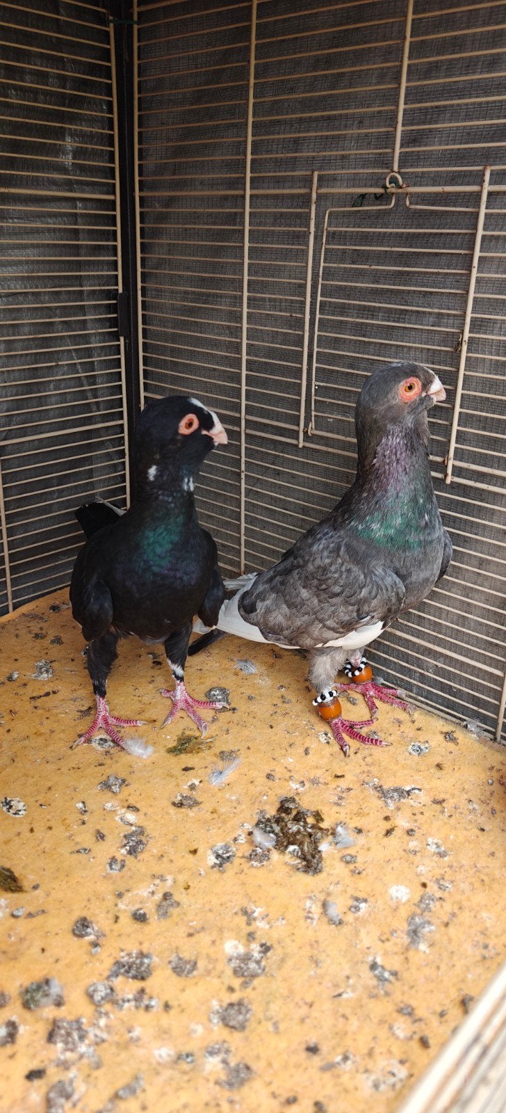 duiven te koop