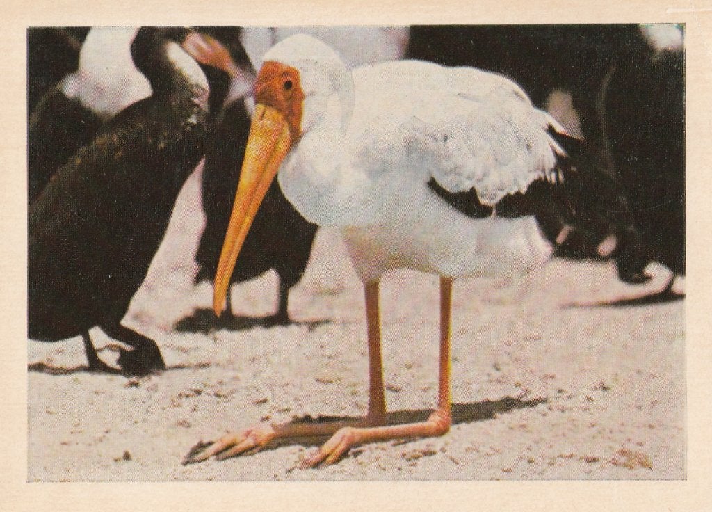CHROMO  IBISVOGEL, Verzamelen, Foto's en Prenten, Ophalen of Verzenden, Zo goed als nieuw, Dier, Prent