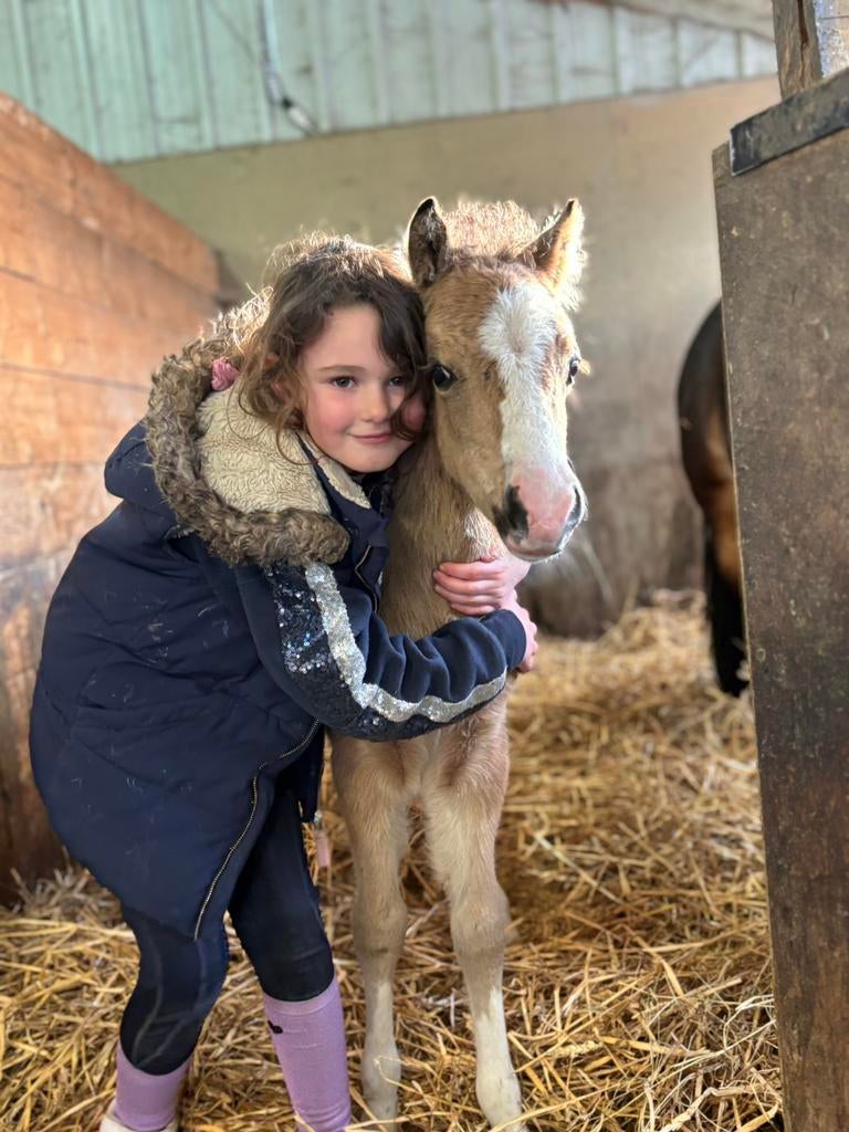 Prachtig welsh a valk hengstveulen, Dieren en Toebehoren, Met stamboom, Niet van toepassing, 0 tot 2 jaar, Hengst