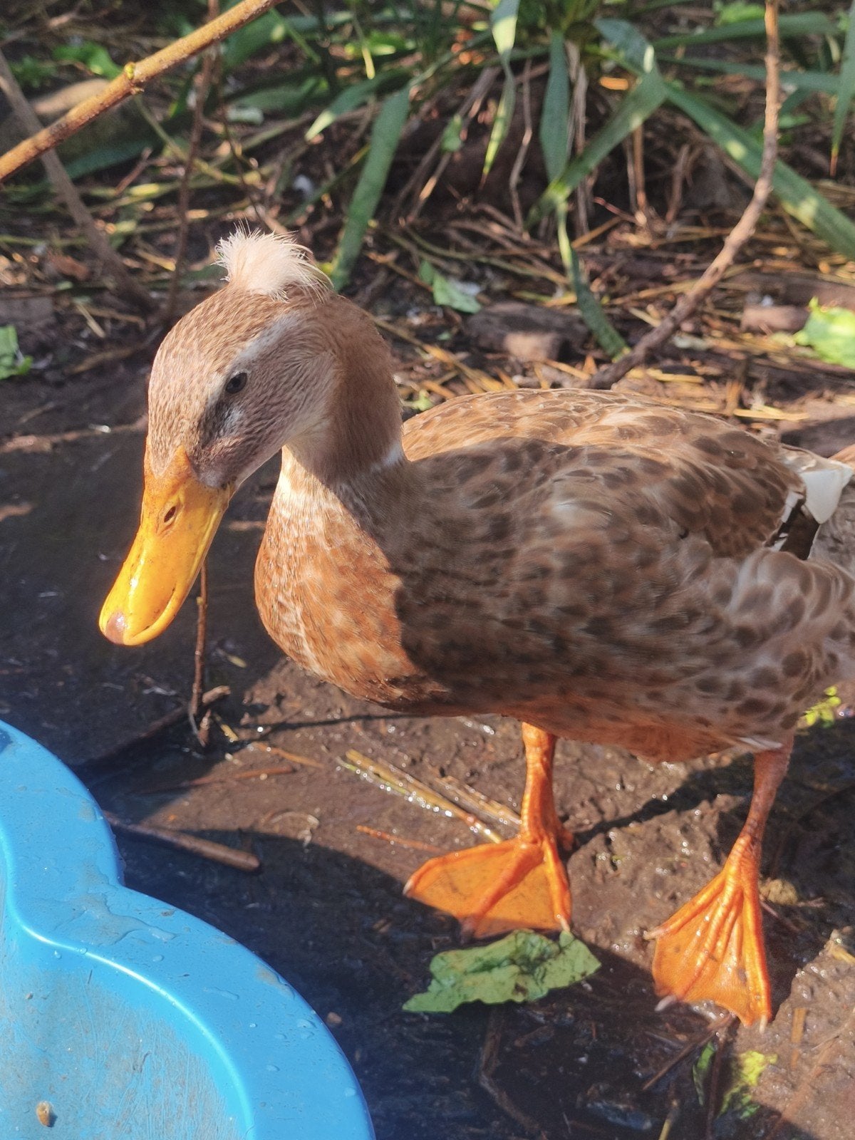 Kuifeend (Platkop), Femelle, Canard