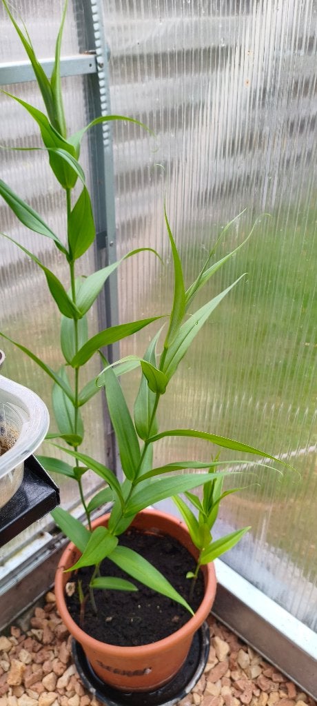 Glorioza plant, Tuin en Terras, Planten | Tuinplanten, Ophalen, Volle zon, Vaste plant, Klimplanten