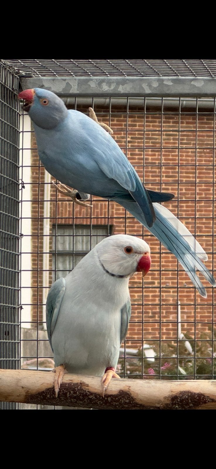 Halsbandparkieten, Dieren en Toebehoren, Meerdere dieren, Parkiet, Geringd