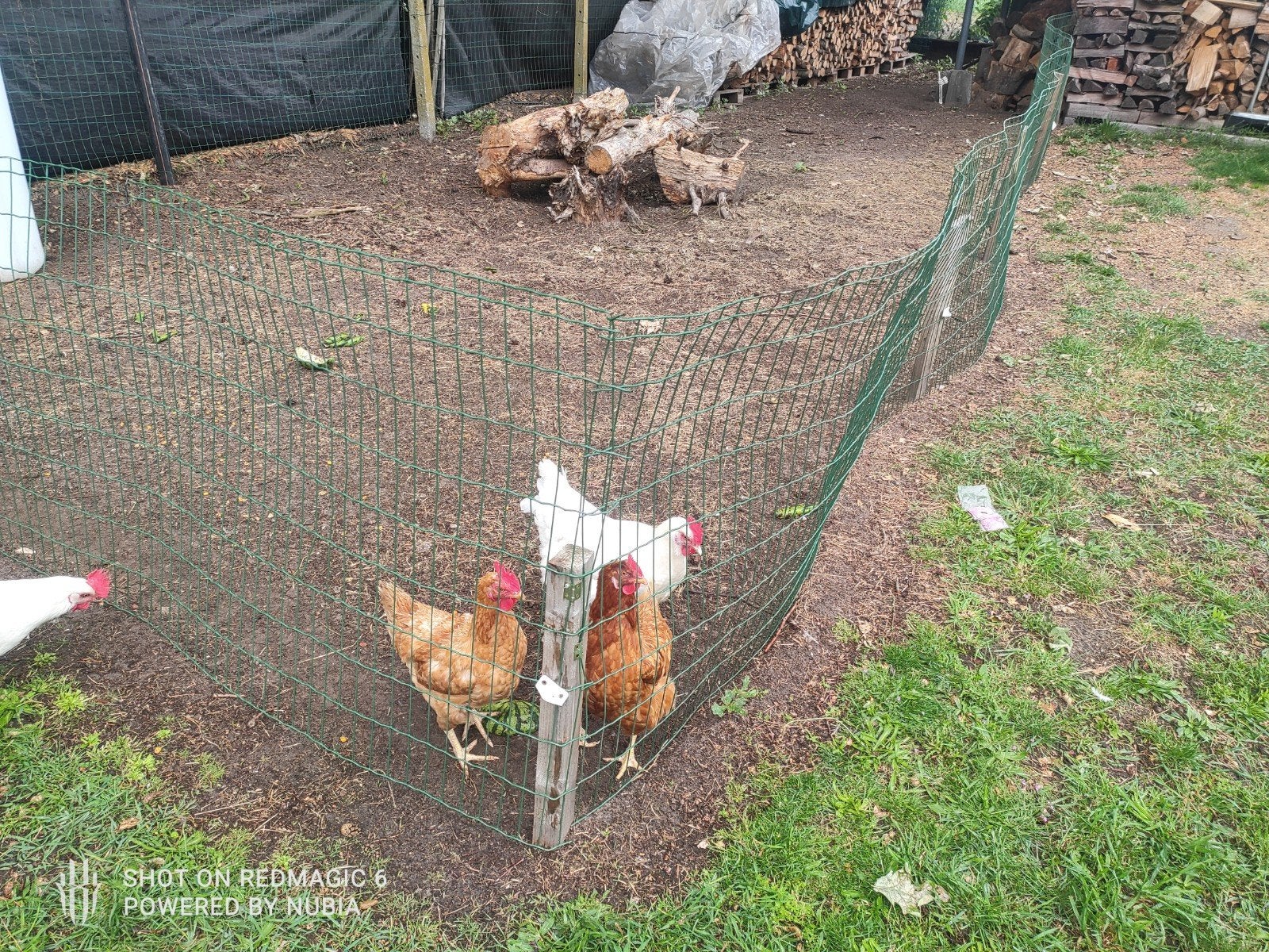 Poulets à pattes, Animaux & Accessoires, Femelle, Poule ou poulet