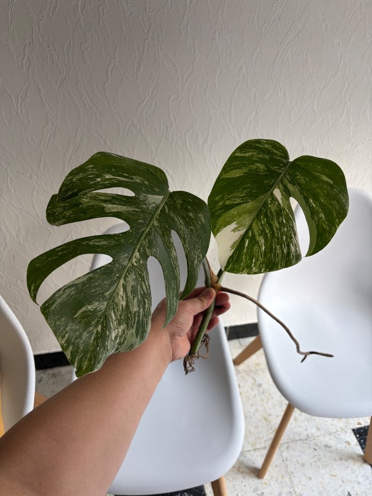 Stek 2 bladeren Monstera Variegata, Huis en Inrichting, Kamerplanten, Ophalen, Overige soorten, Halfschaduw, Minder dan 100 cm