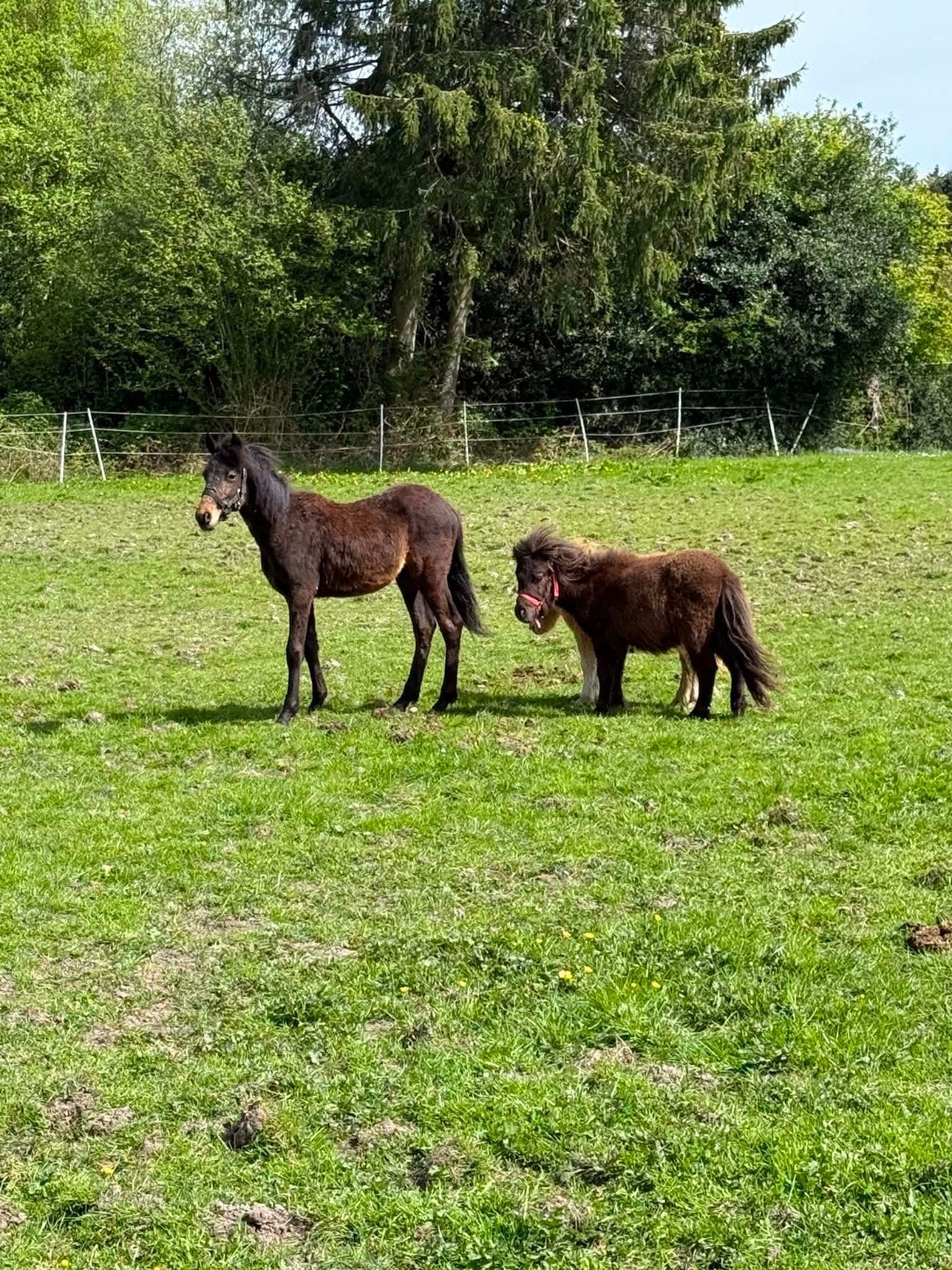 3 poulains, Dieren en Toebehoren, Paarden en Pony's | Overige Paardenspullen, Ophalen of Verzenden