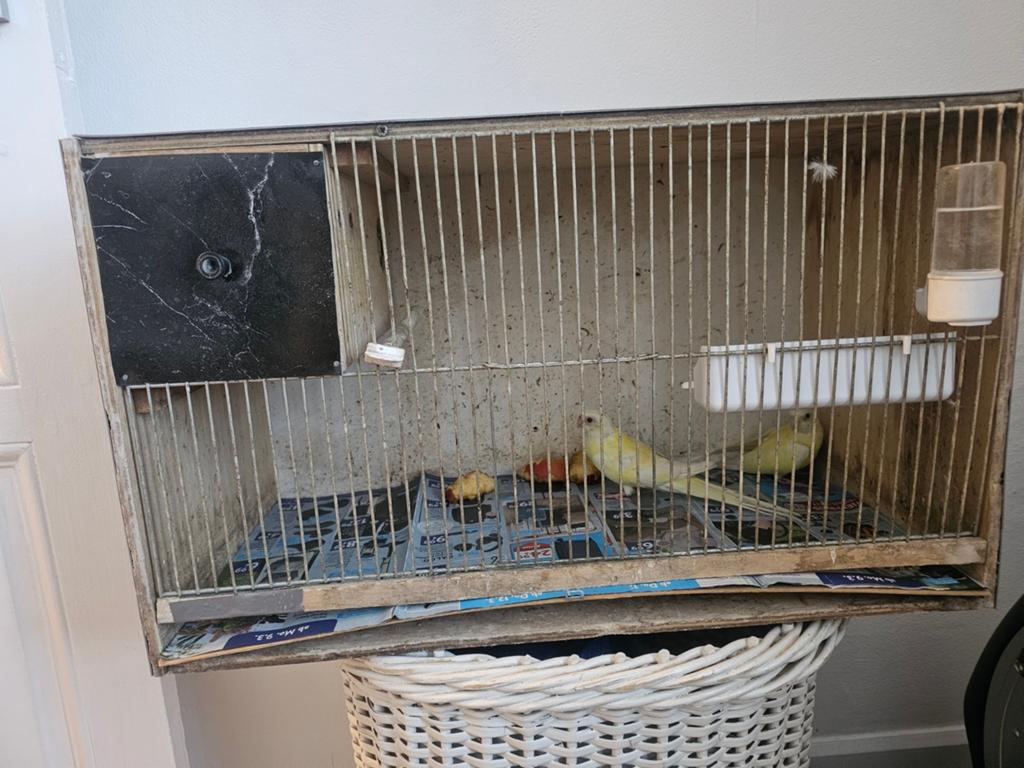 Oiseaux