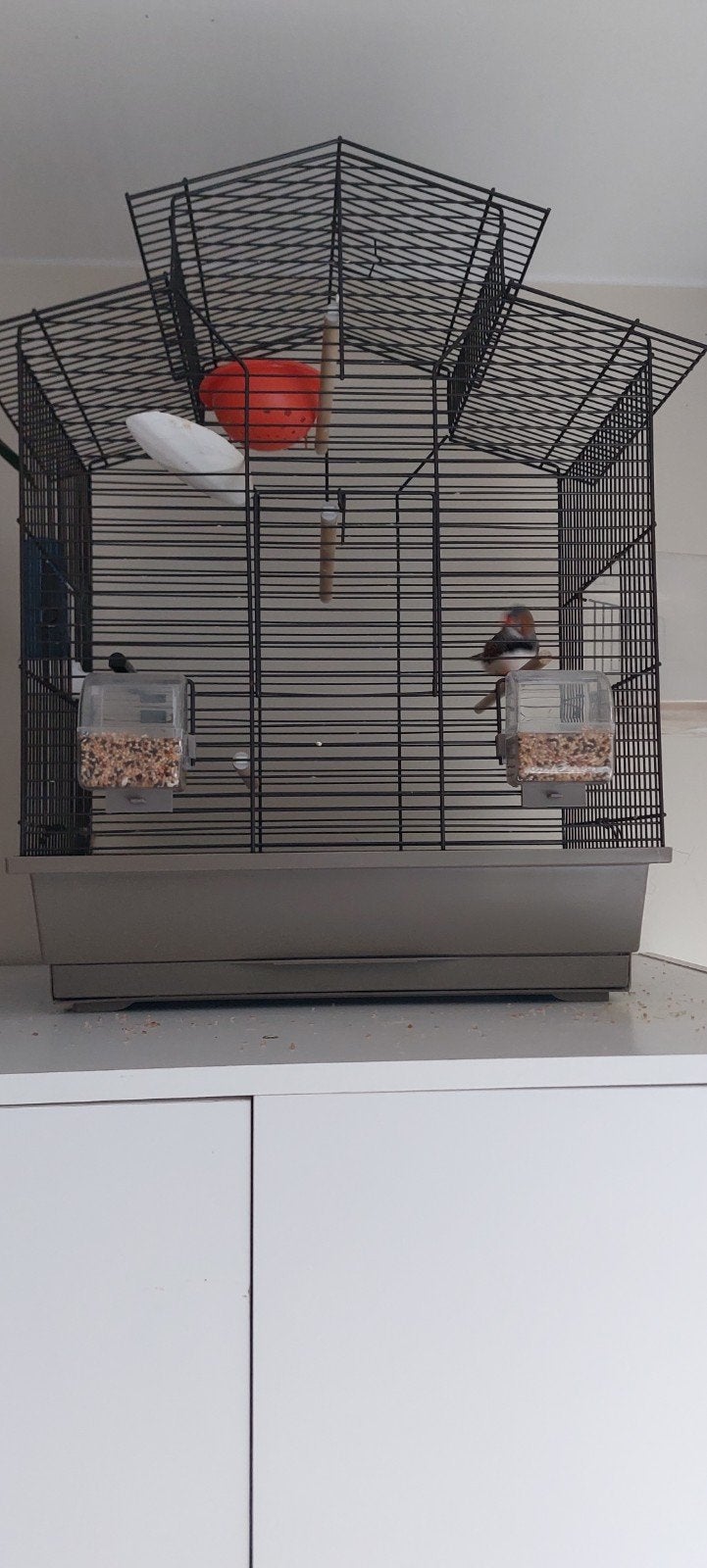 vogelkooi met vogel zeer, Dieren en Toebehoren, Ophalen, Kooi