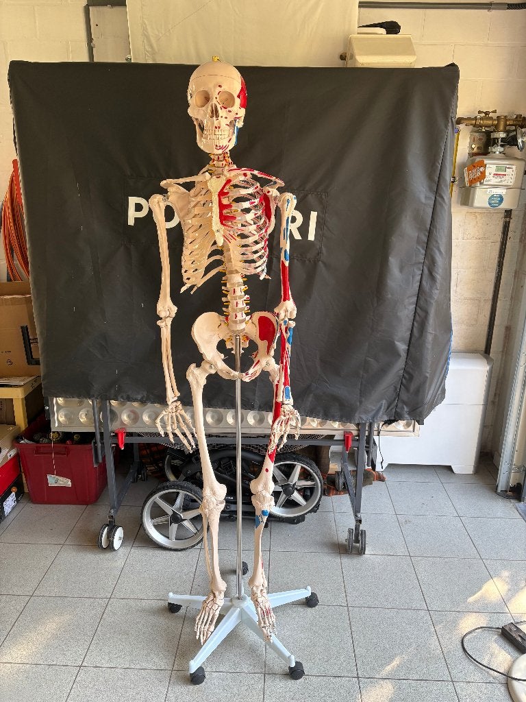 Humaan Skeletmodel, Ophalen, Gebruikt
