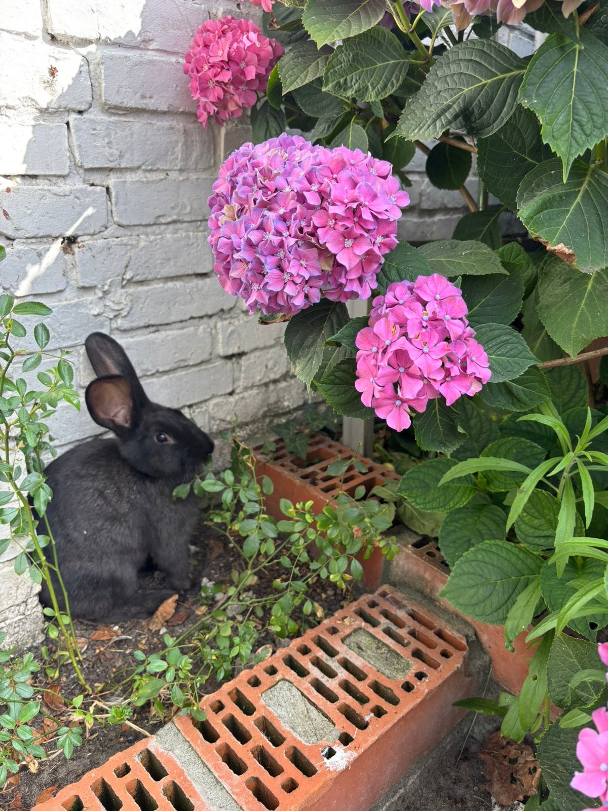 Konijn te koop, Boeken, Dieren en Huisdieren, Ophalen of Verzenden