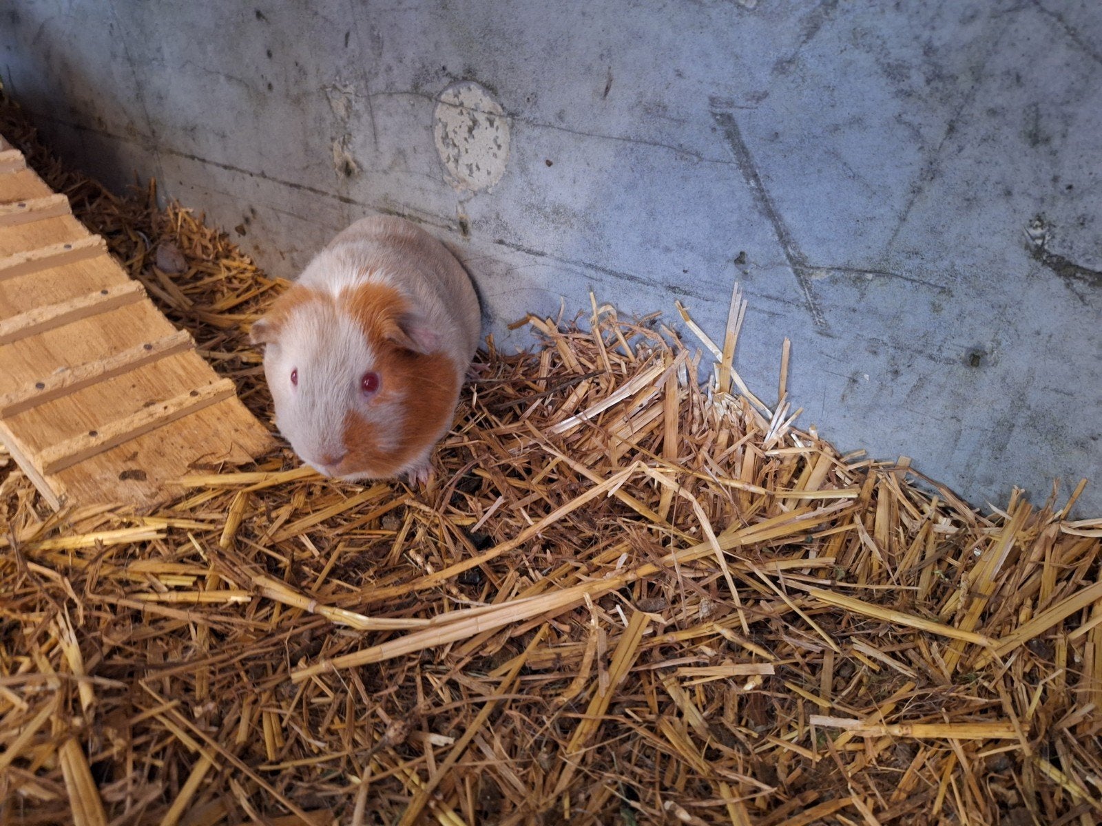 2 cavia beertjes, Dieren en Toebehoren, Januari, Mannelijk, Cavia