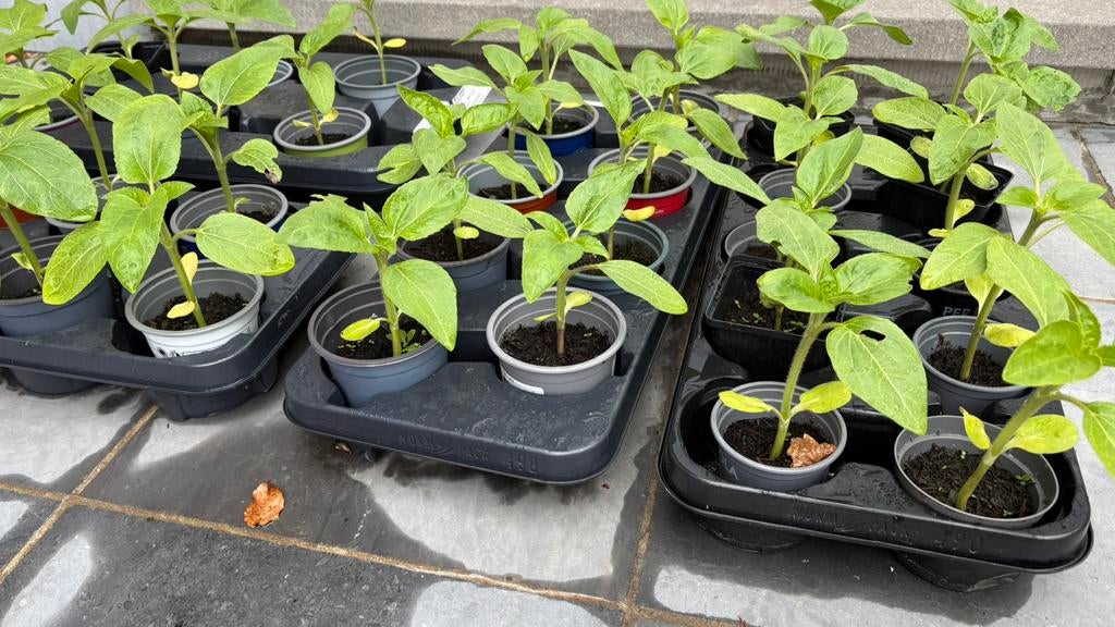 Zonnebloem plantjes, Tuin en Terras, Ophalen