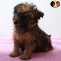Chiot Griffon Bruxellois à vendre — Charme et vivacité, Commerçant, Belgique, 8 à 15 semaines, Un chien