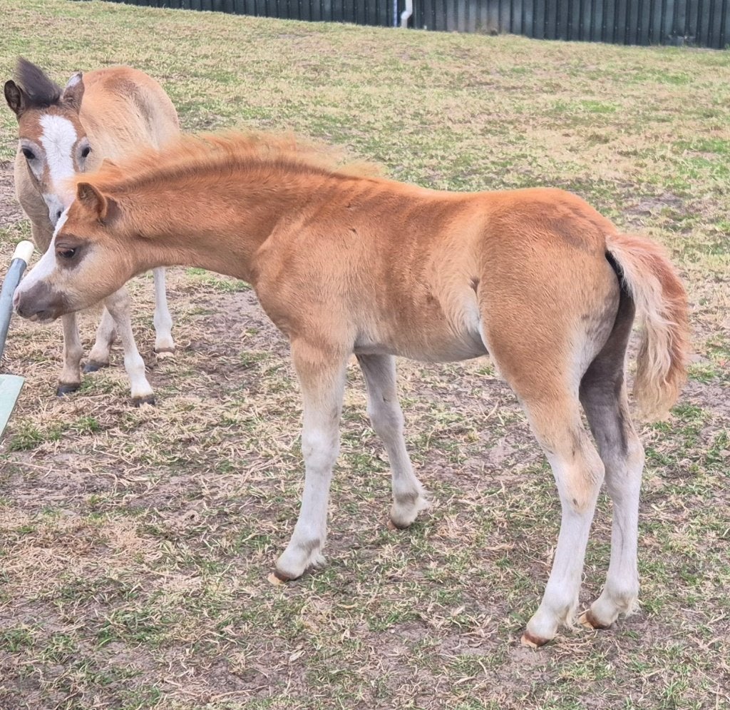 **Schitterend en zeer mak voskleurig Welsh A hengstveulen**, Poney B (1.17 m à 1.27 m), Poney de récréation, Étalon, 0 à 2 ans