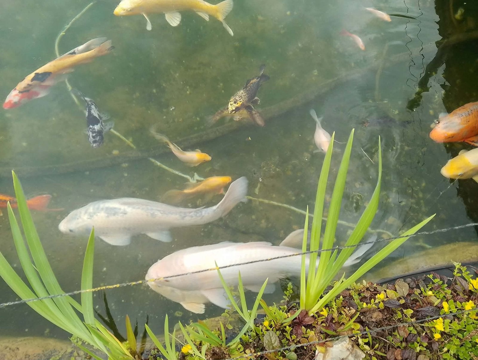 3 witte koi’s, Dieren en Toebehoren, Vissen | Vijvervissen