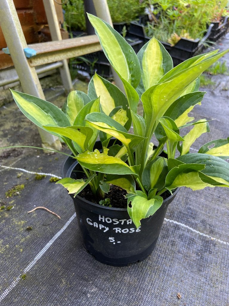 Hosta gappy rose, Vaste plant, Halfschaduw, Zomer, Ophalen