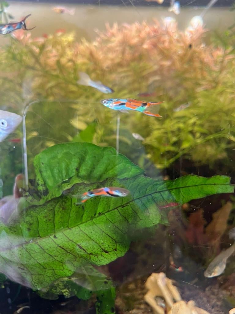 Guppies