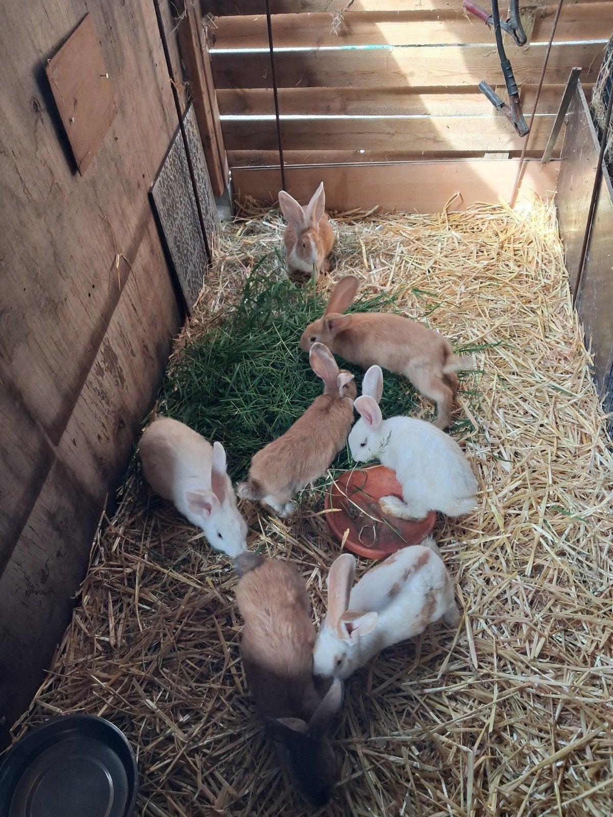 Jongen vleeskonijnen 10 weken per stuk 9 € of alle zeven 50€, Dieren en Toebehoren, Konijnen