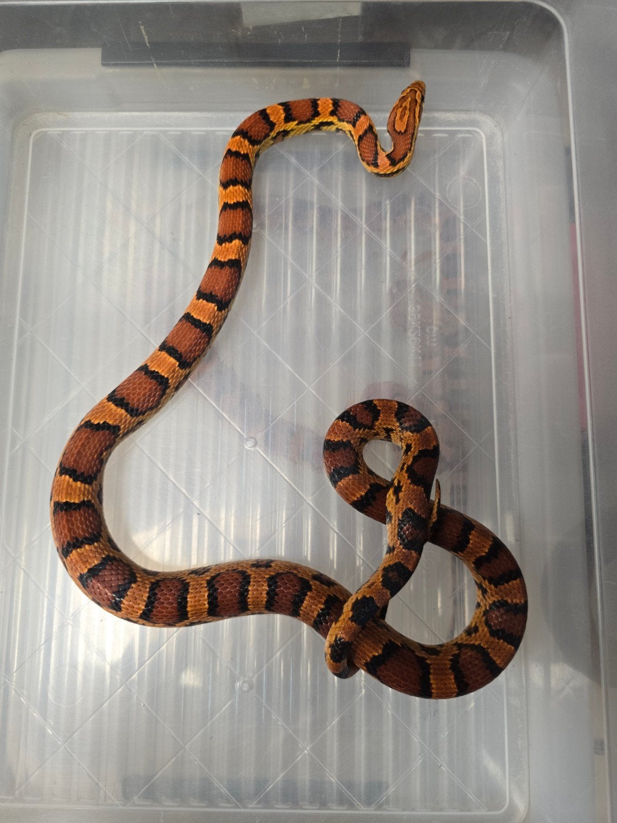 Twee prachtige rode rattenslangen Okeetee (Pantherophis gutt, Animaux & Accessoires, Reptiles & Amphibiens, Amphibien
