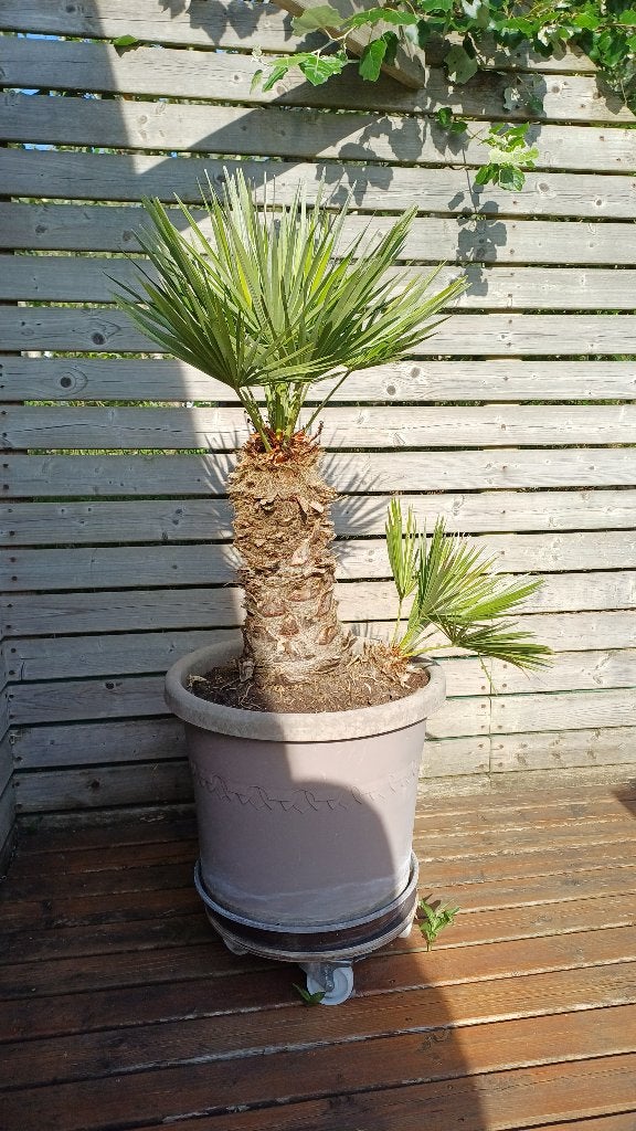 palmboom, Tuin en Terras, Planten | Bomen, Minder dan 100 cm, Palmboom, Ophalen, Volle zon
