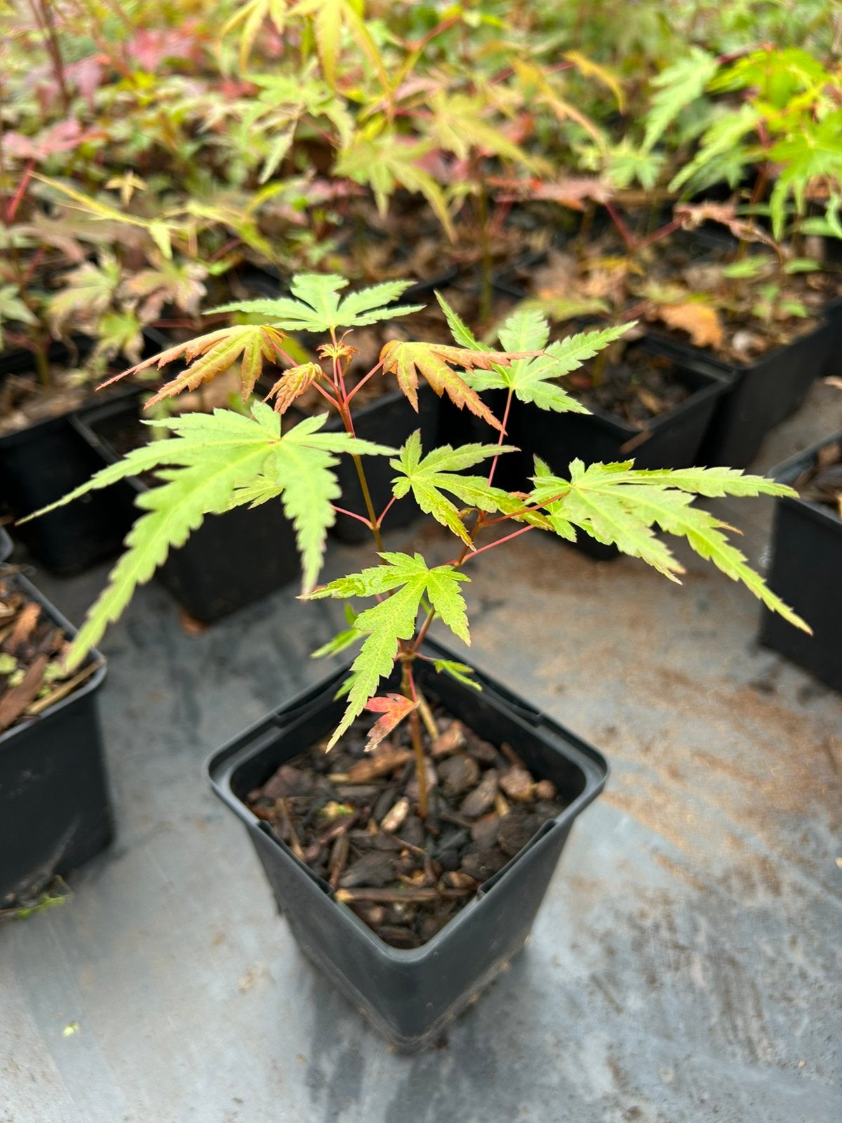 Japanse esdoorn, Tuin en Terras, Ophalen