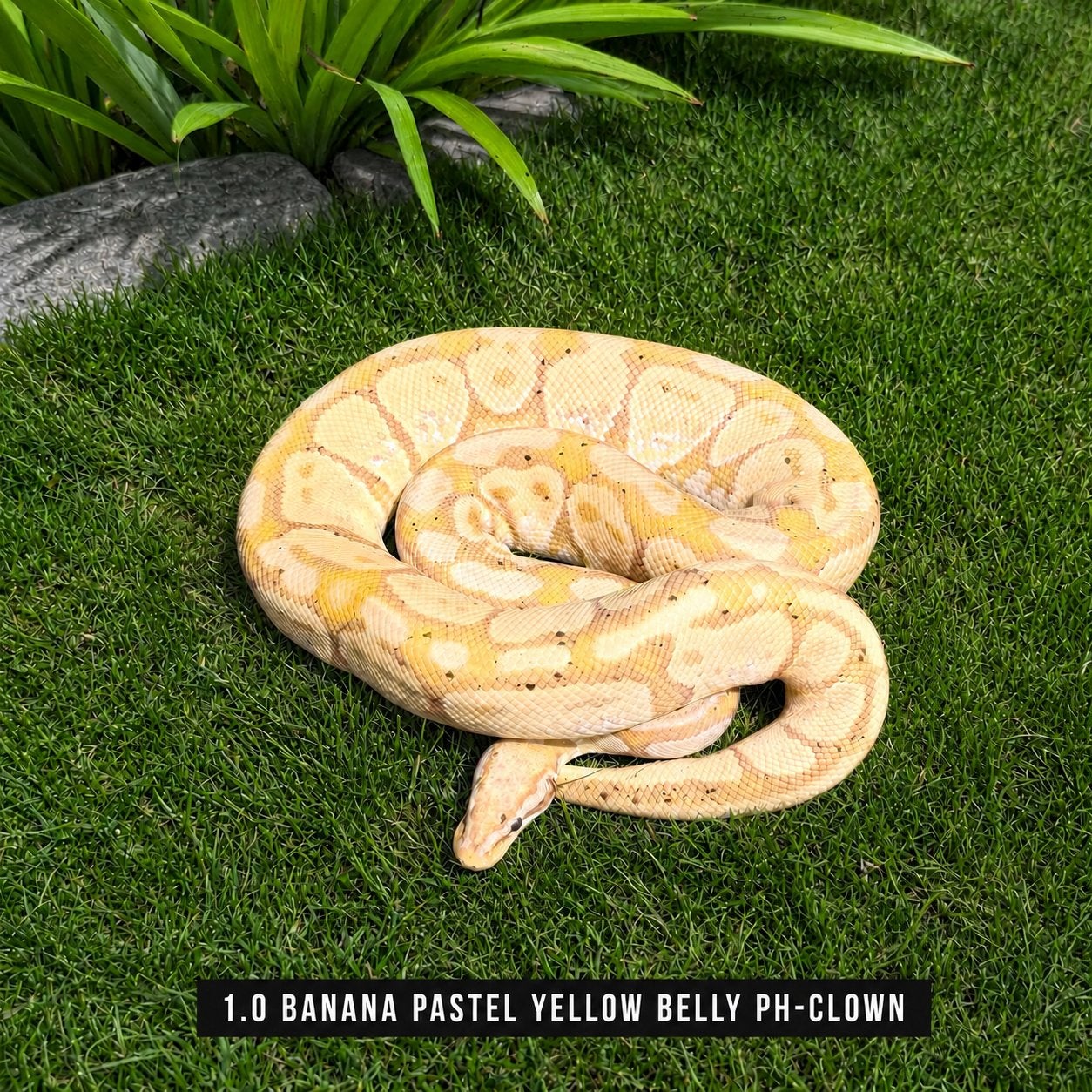 Python Regius - BANANA Ball Python - male for sale from T-R-E