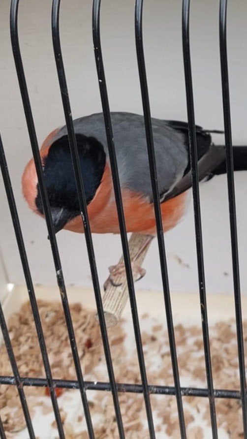 Goudvink, wildkleur van 2025 grote vogel., Dieren en Toebehoren, Vogels | Parkieten en Papegaaien