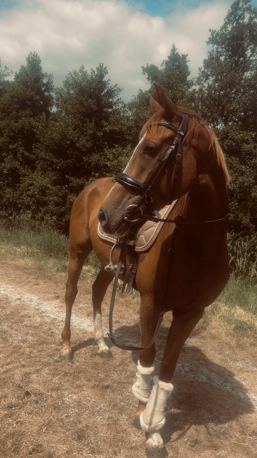 Weidemaatje/recreatiepony, Ophalen of Verzenden