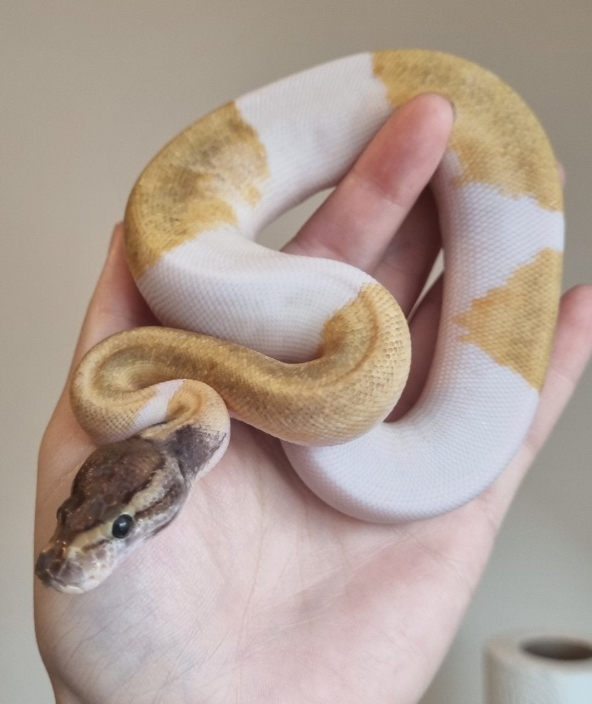 0.1 mojave enchi pinstripe piebald koningspython Ball Python - female for sale from Mex