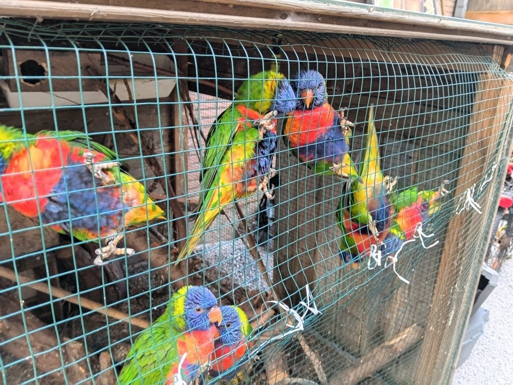 Koppels lori van blauwe bergen (DNA), Animaux & Accessoires, Oiseaux | Perruches & Perroquets, Plusieurs animaux, Perroquet