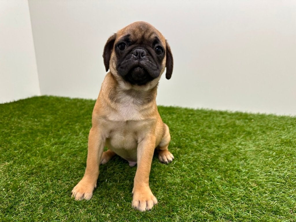 Mopshond pups, Parvo, België, 8 tot 15 weken, Meerdere
