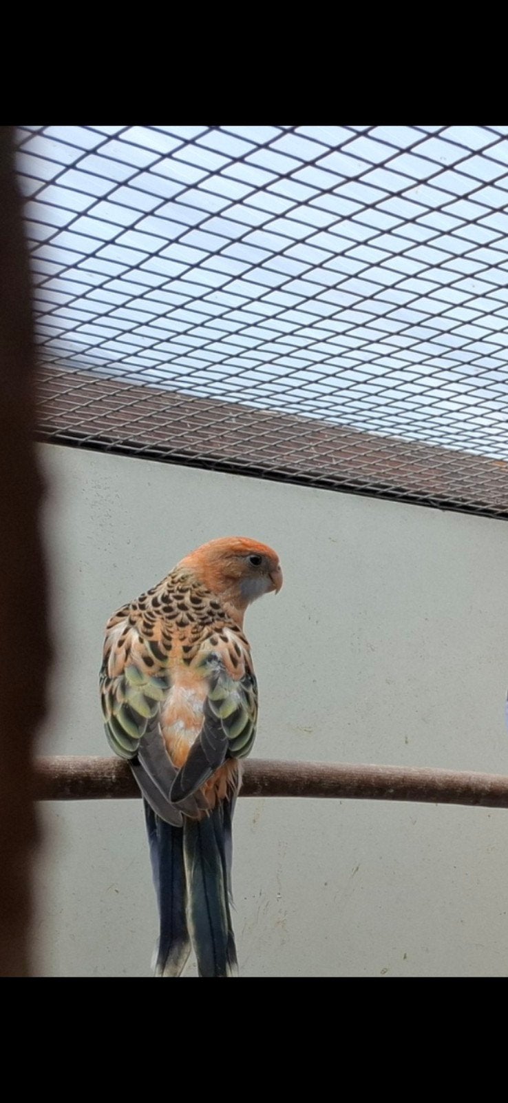 Oranje rosella, Dieren en Toebehoren, Vogels | Parkieten en Papegaaien, Meerdere dieren, Parkiet, Geringd