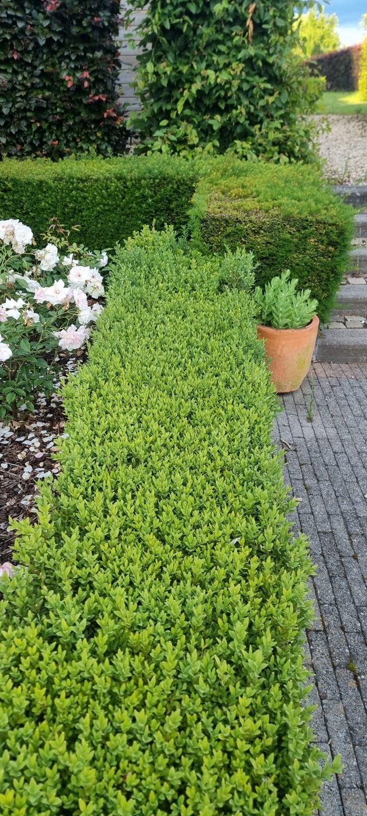 Buxus gratis meenemen, Ophalen, Buxus