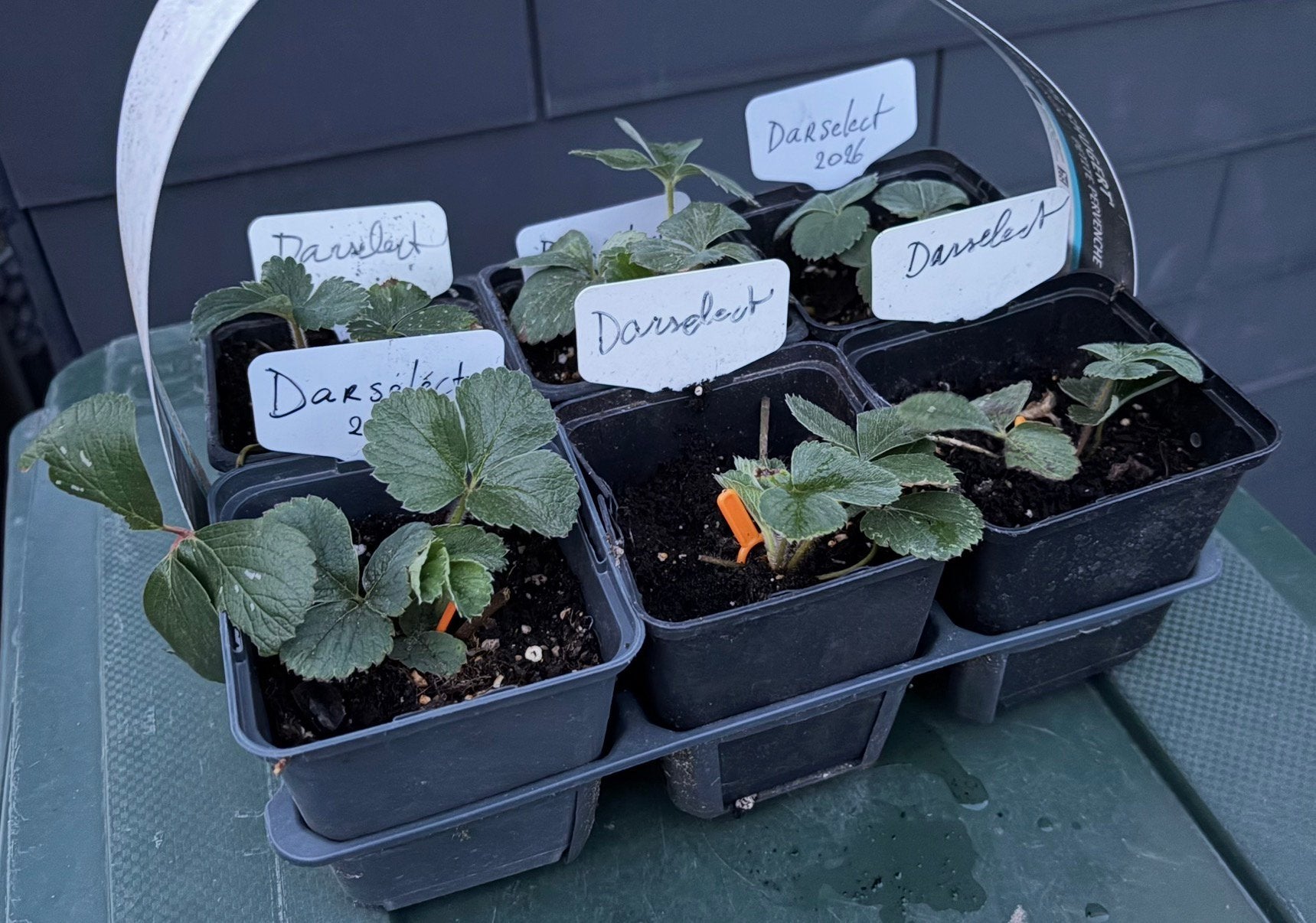 Aardbeiplantjes - In P9 pot met draagtray, Tuin en Terras, Planten | Tuinplanten, Ophalen, Volle zon, Vaste plant, Zomer