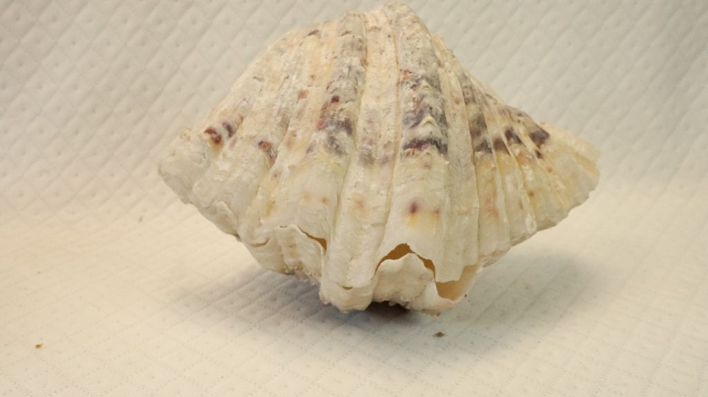 Schelp: koppel doopvontschelp, Verzamelen, Ophalen of Verzenden, Schelp(en)