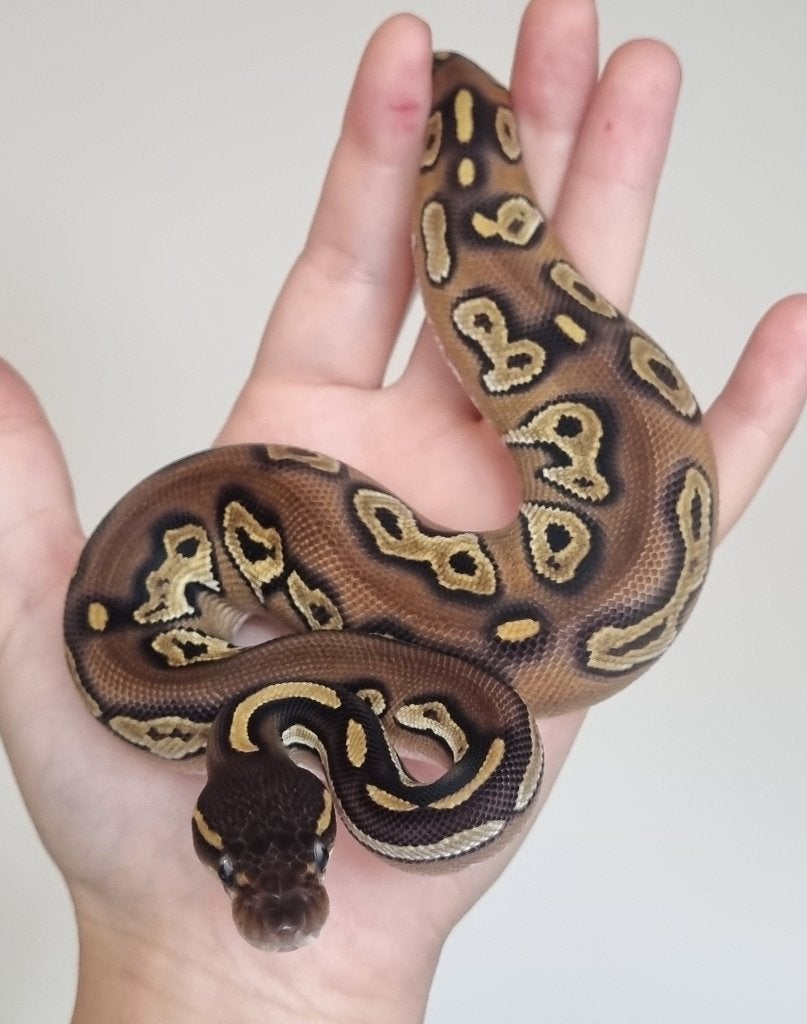 0.1 blackhead mojave 66% het dreamsicle koningspython Ball Python photo 2