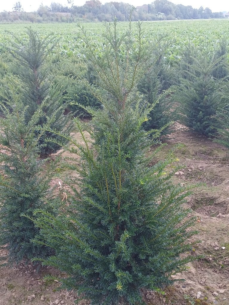 Taxus (riemst), Tuin en Terras, Ophalen