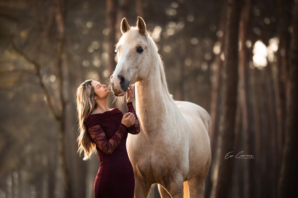 Palomino te koop, Dieren en Toebehoren, Paarden, Ruin, L, 160 tot 165 cm, 7 tot 10 jaar, Dressuurpaard, Met stamboom, Gechipt
